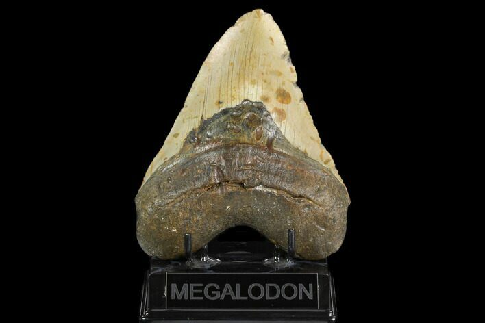 Huge, Fossil Megalodon Tooth - North Carolina #124946